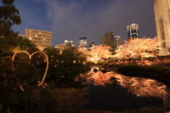 毛利庭園の夜桜