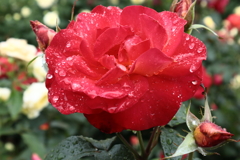 雨中の薔薇