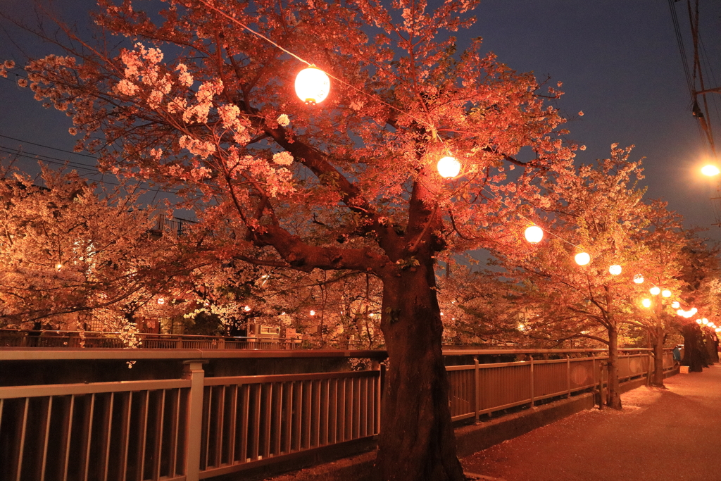石神井川の夜桜
