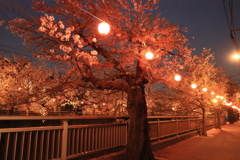 石神井川の夜桜