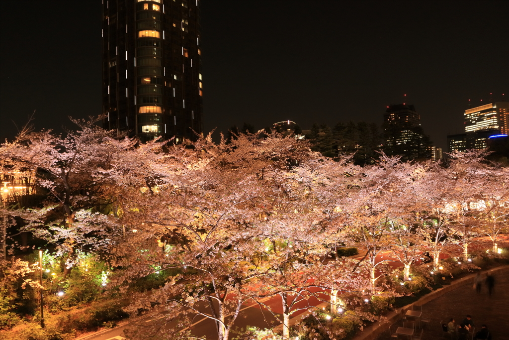 東京ミッドタウンの夜桜