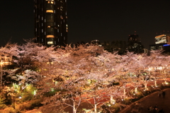 東京ミッドタウンの夜桜