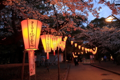 上野公園の桜