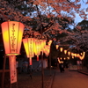 上野公園の桜