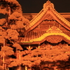 夜の柴又帝釈天