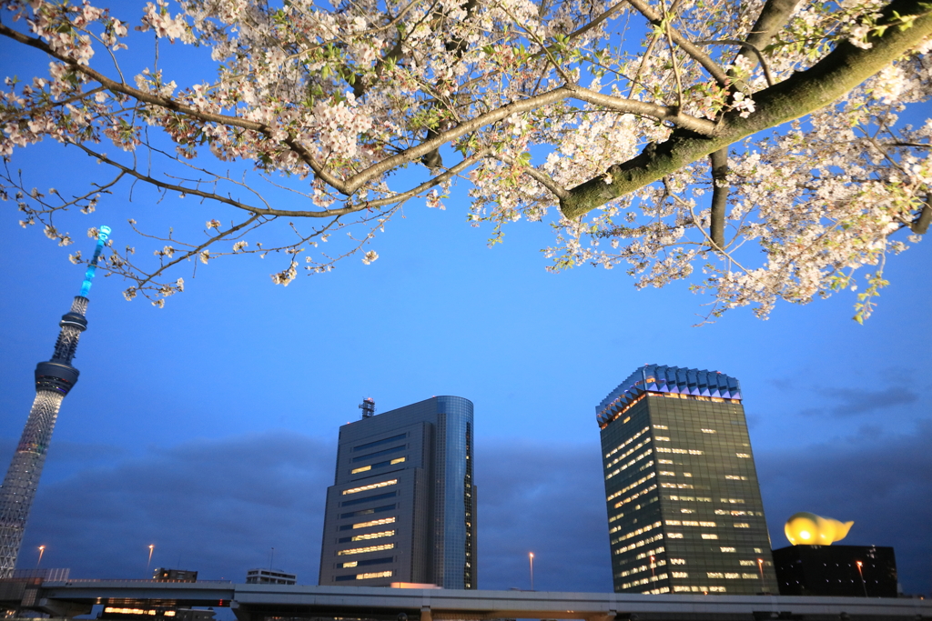 桜とスカイツリー