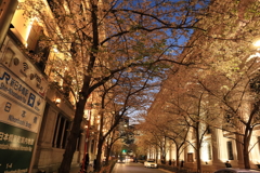日本橋　江戸桜通り