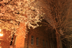黒田記念館と桜