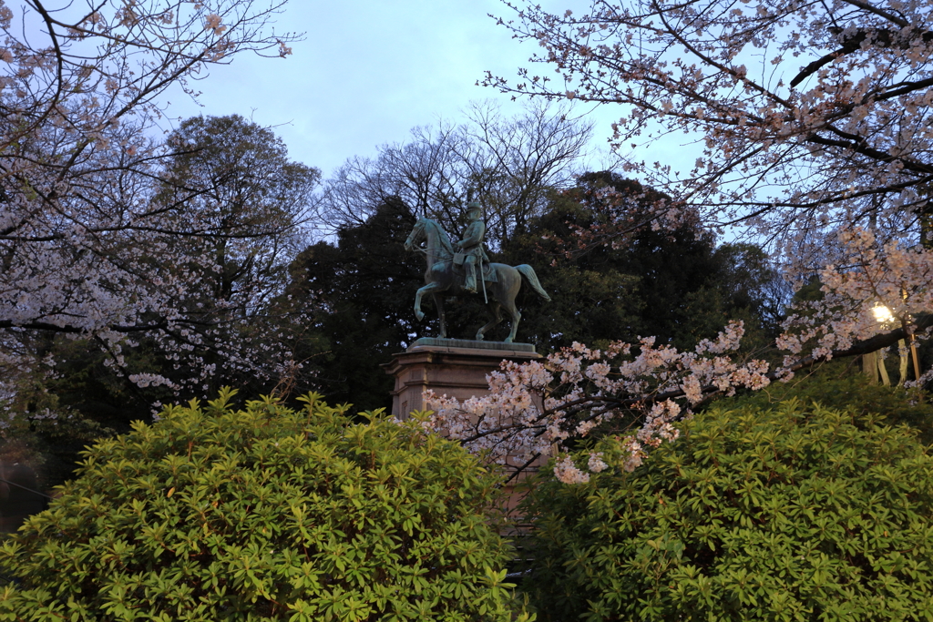 上野公園の夜桜
