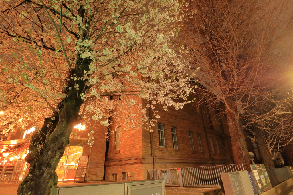 黒田記念館の桜