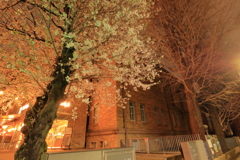 黒田記念館の桜