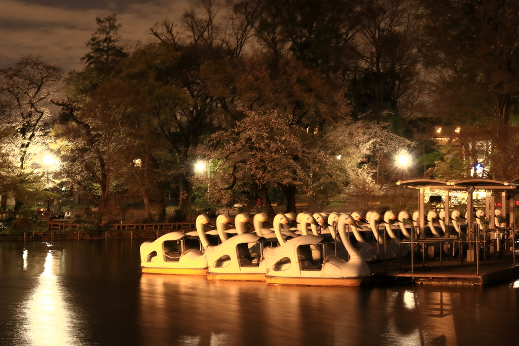 夜の井の頭公園
