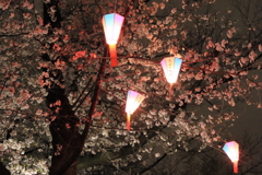 飛鳥山の夜桜
