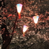 飛鳥山の夜桜
