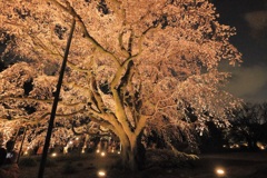 夜の枝垂れ桜