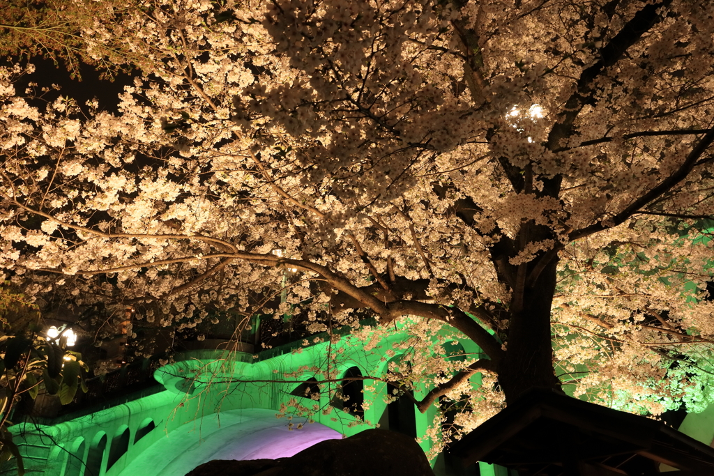 音無橋と夜桜