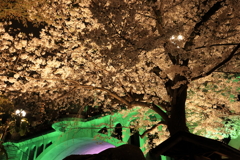 音無橋と夜桜