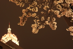 夜の桜と光る塔屋