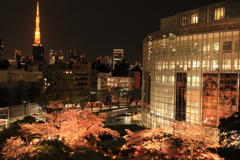 毛利庭園の夜桜