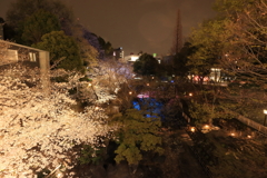 音無川の夜桜