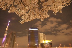 スカイツリーと夜桜