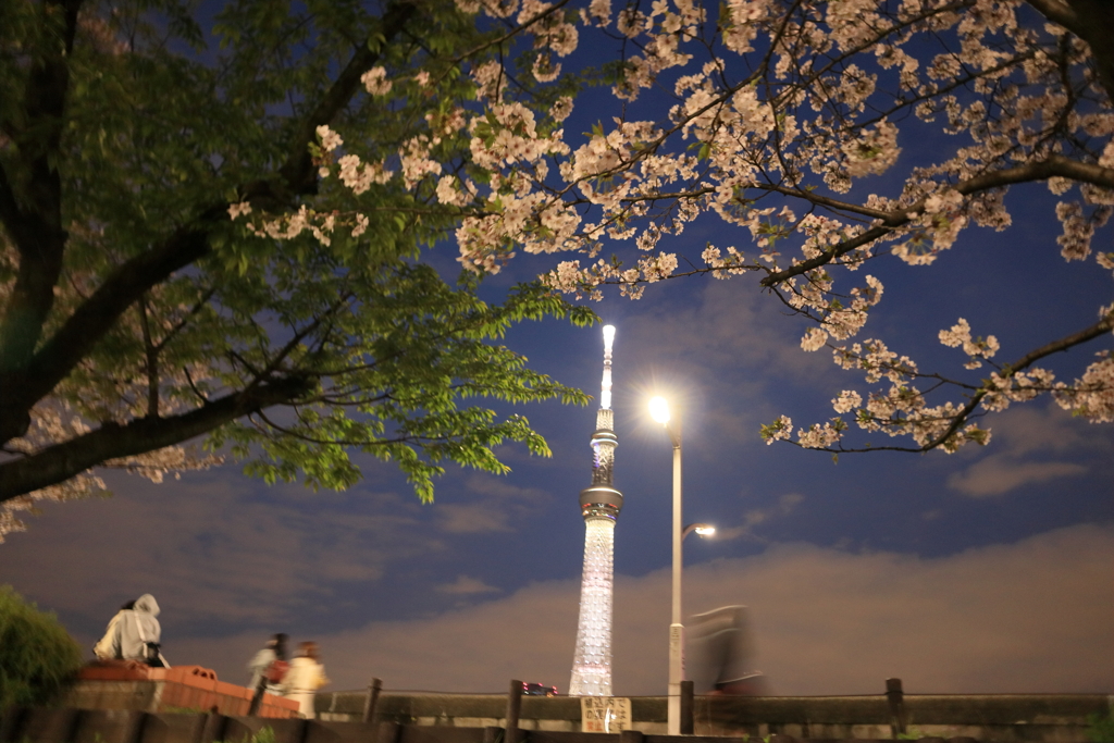 桜とスカイツリー