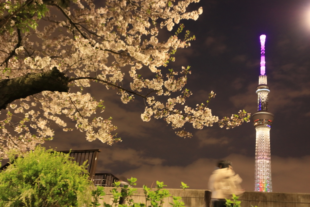 桜とスカイツリー