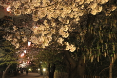 飛鳥山の夜桜