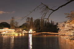 夜の井の頭公園