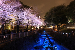 音無川の夜桜