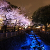 音無川の夜桜