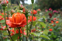 雨中の薔薇