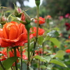 雨中の薔薇