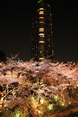 東京ミッドタウンの夜桜