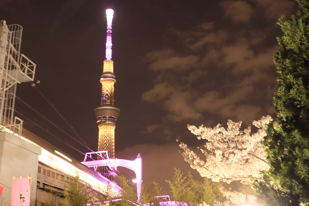 桜とスカイツリー