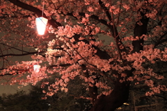 飛鳥山の夜桜