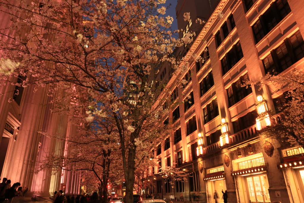 夜の桜並木