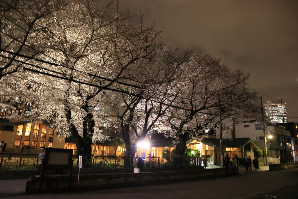 自由学園の桜