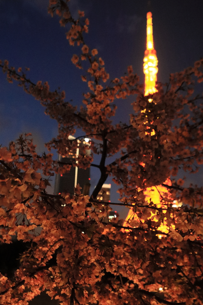 東京タワーの桜