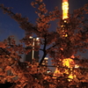 東京タワーの桜