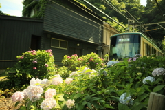 電車と紫陽花