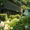 電車と紫陽花
