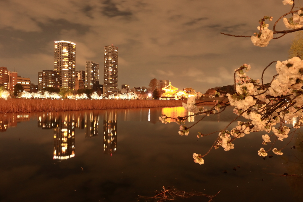 不忍池の桜