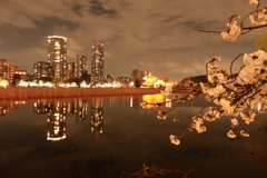 不忍池の桜