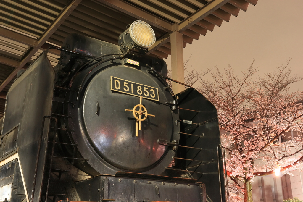 夜桜バックにD51