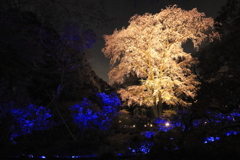 夜の枝垂れ桜