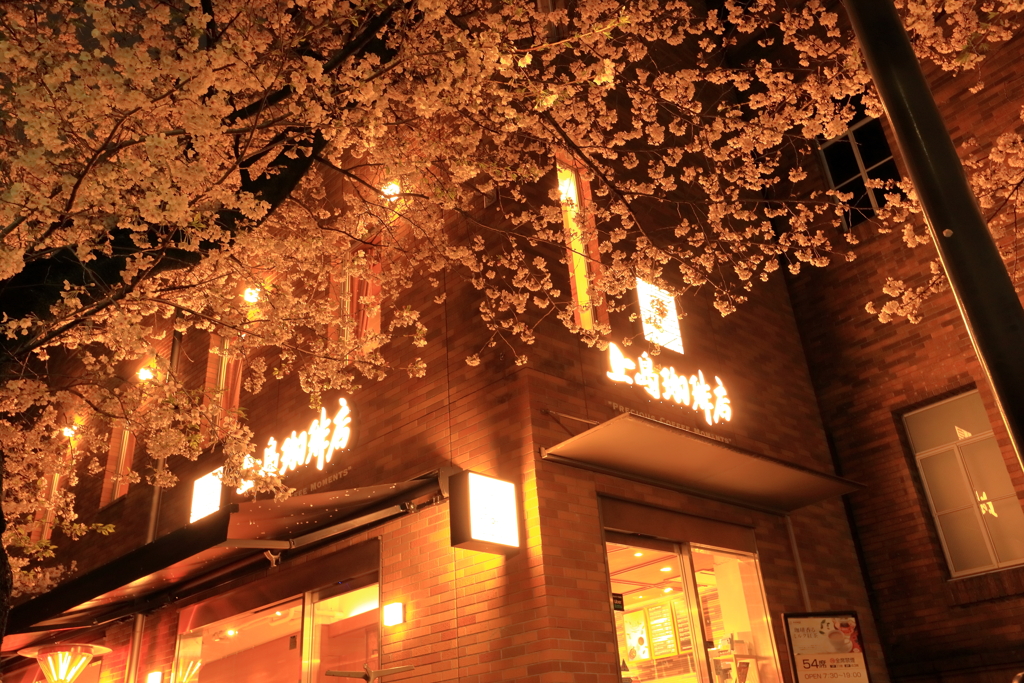 喫茶店の桜
