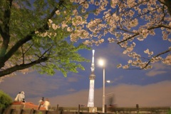スカイツリーと夜桜