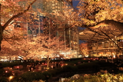 毛利庭園の夜桜