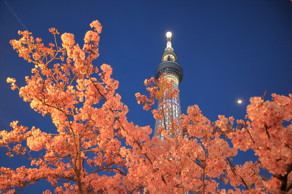スカイツリーと河津桜